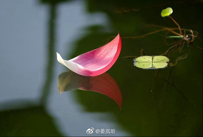 真正的智慧是接纳，外不起分别，内不生对立；不与天斗，不与人争，不和自己  闹别扭