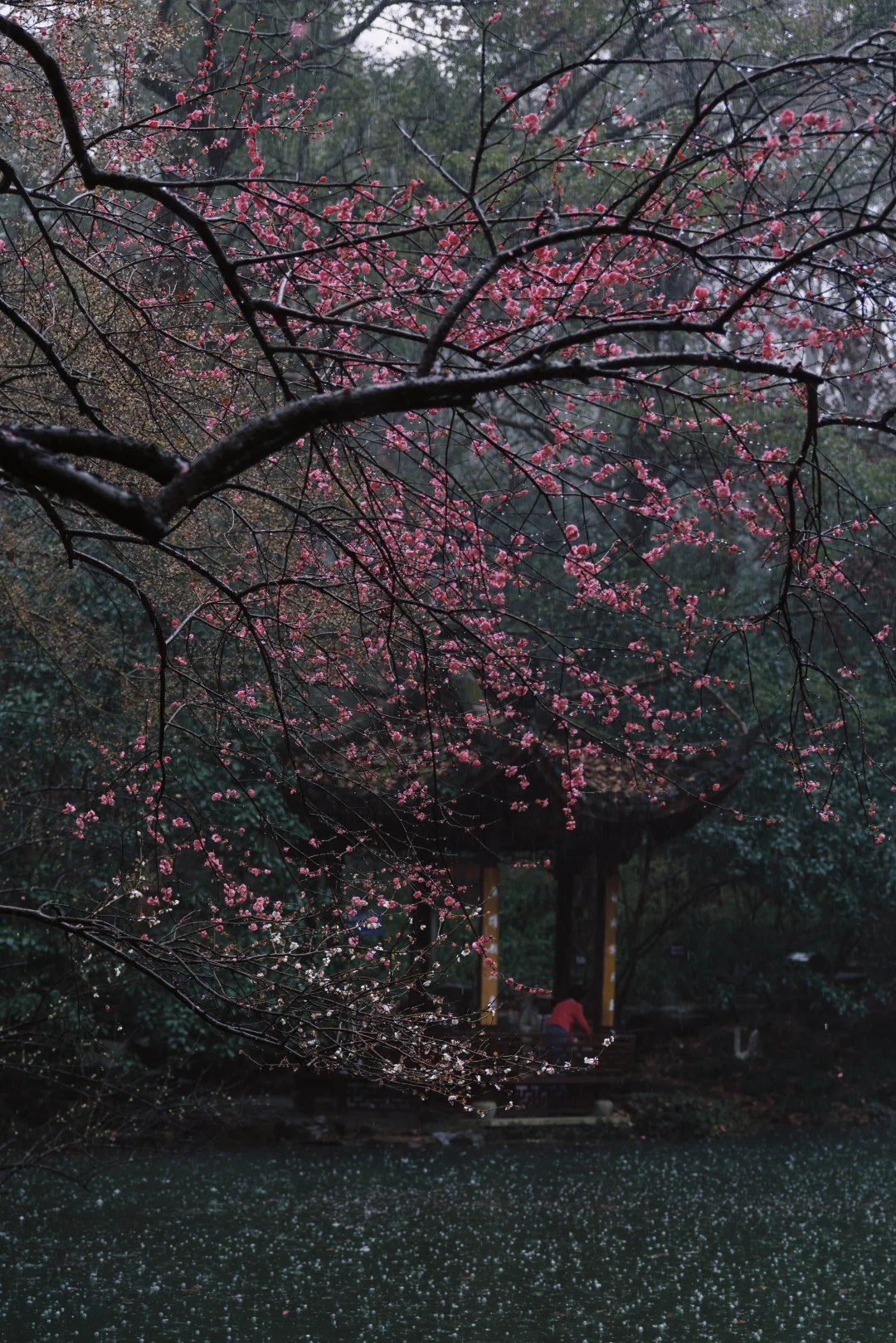 杭州3h🌸雨天寻梅最优路线