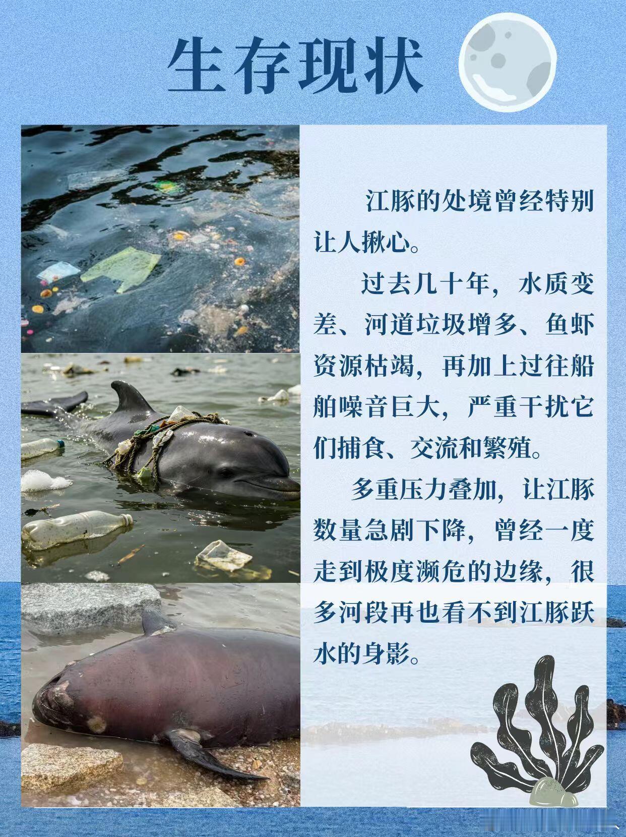 江豚有你不孤单江豚是长江里可爱的小精灵，白白胖胖的模样特别讨喜。可曾经它们的生存