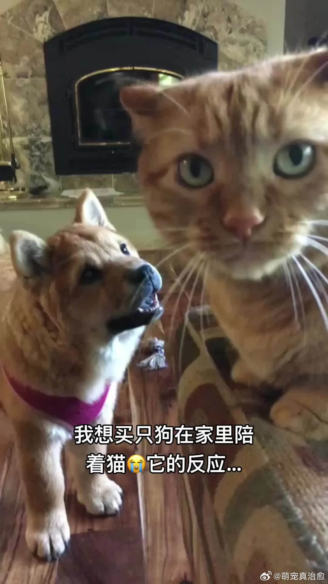 猫：你觉得我需要这玩意吗？萌宠宠物