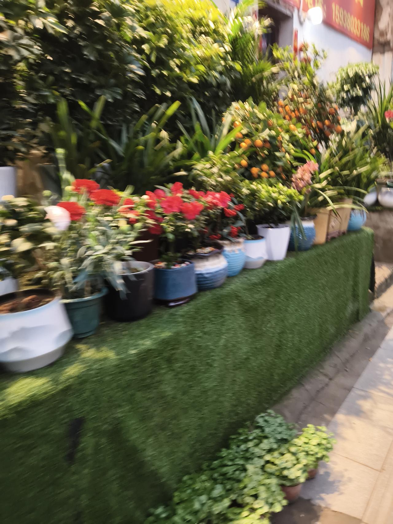 铺着仿真草皮的长台层层叠叠，摆满了各色盆栽：艳红的杜鹃开得热烈，像一簇簇跳动的火