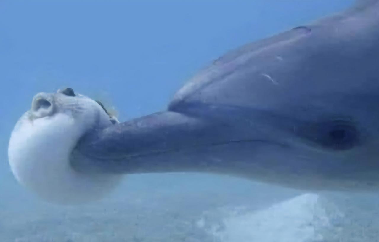 海豚会故意激怒河豚，使其膨胀，然后将其用作游戏的球。不只有人类会讨人厌。