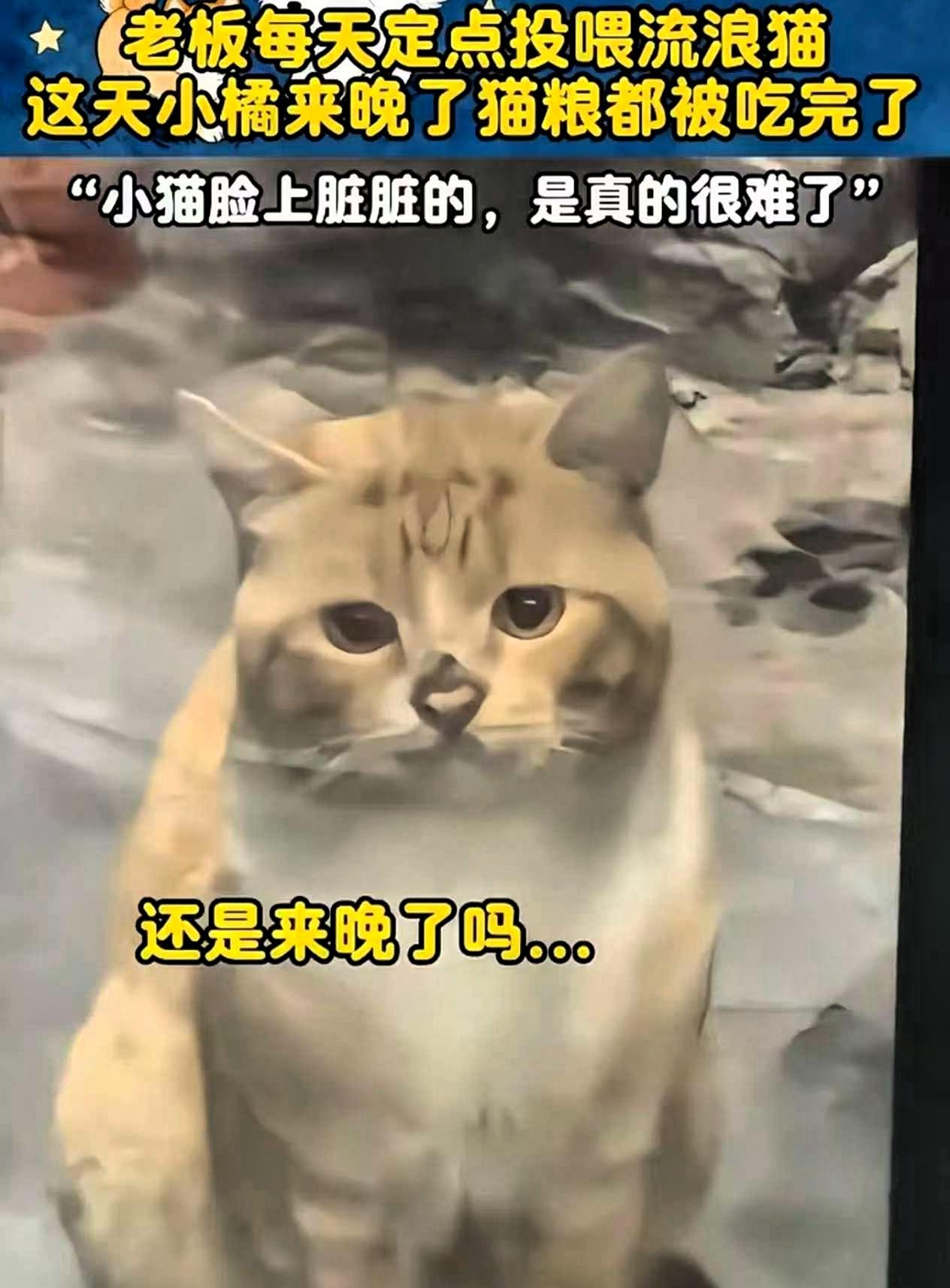 流浪猫因为来晚了，错过了男子的投喂时间，正当它准备饿着肚子转身离开时，男子却带着