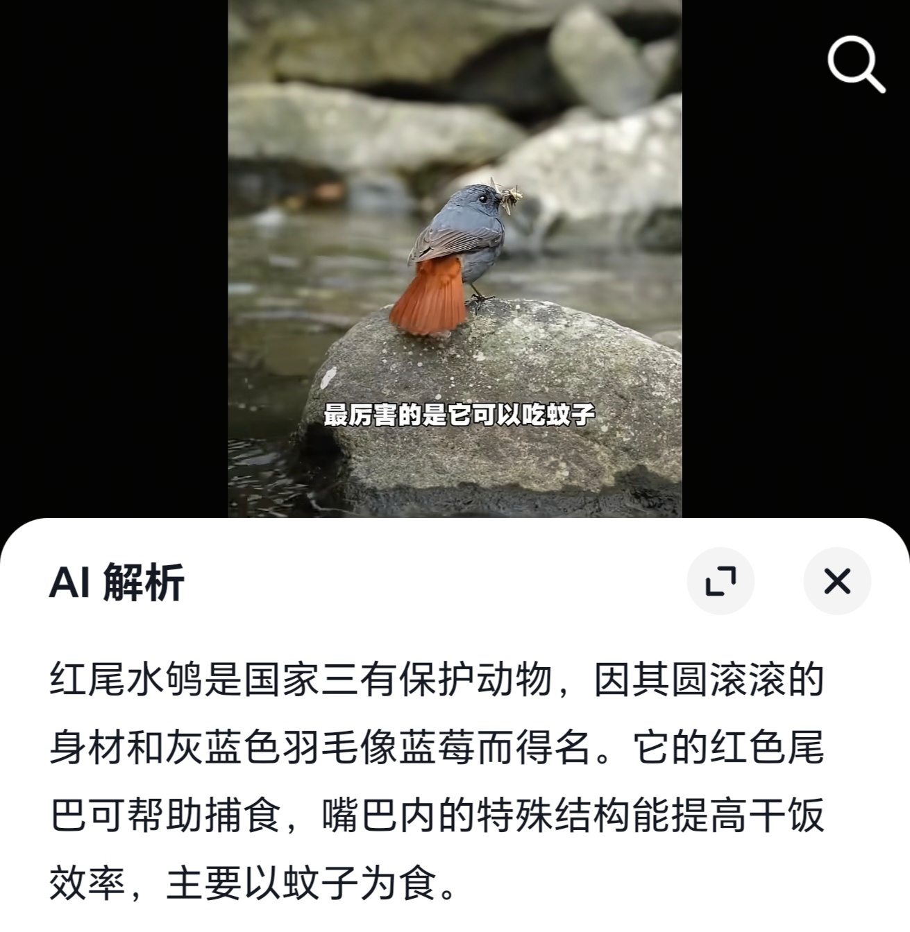 好样的蓝莓小鸟，就这样狠狠撕咬蚊子吧 