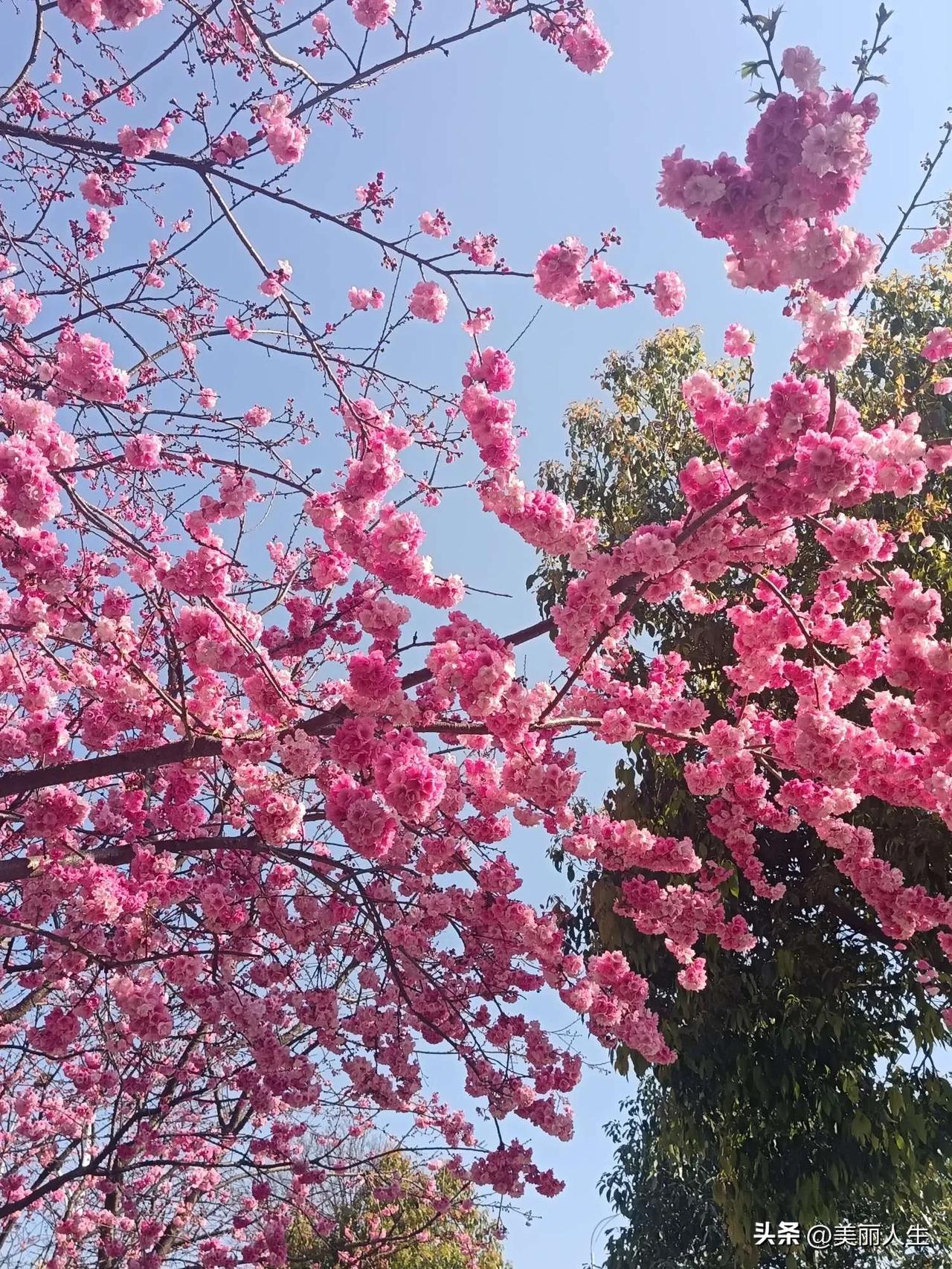 “樱”为有你，所以浪漫[/玫瑰][/玫瑰]