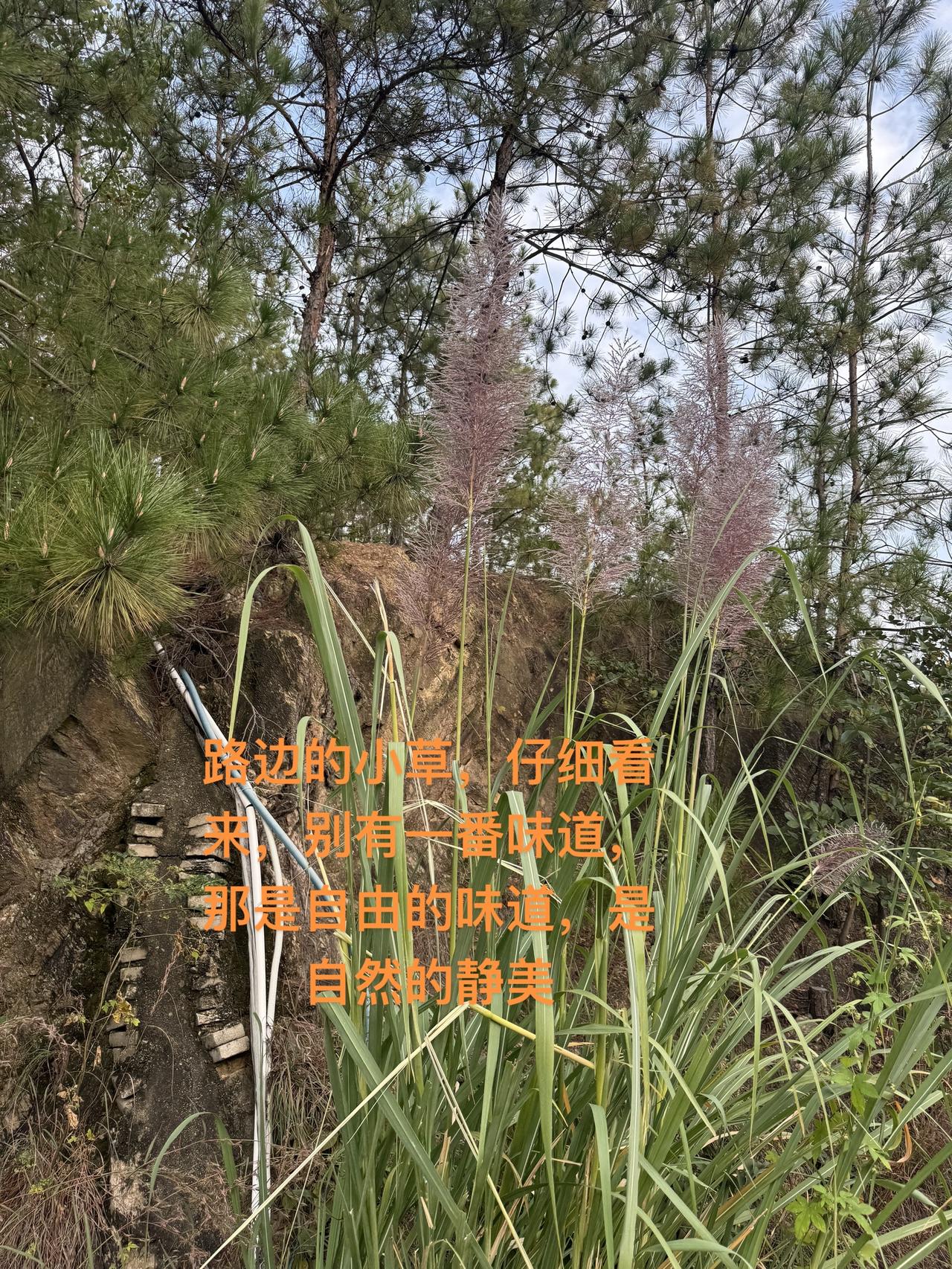 路边的小草，仔细看来最美，那是自然的味道，是自然的静美大自然的馈赠 自然风光