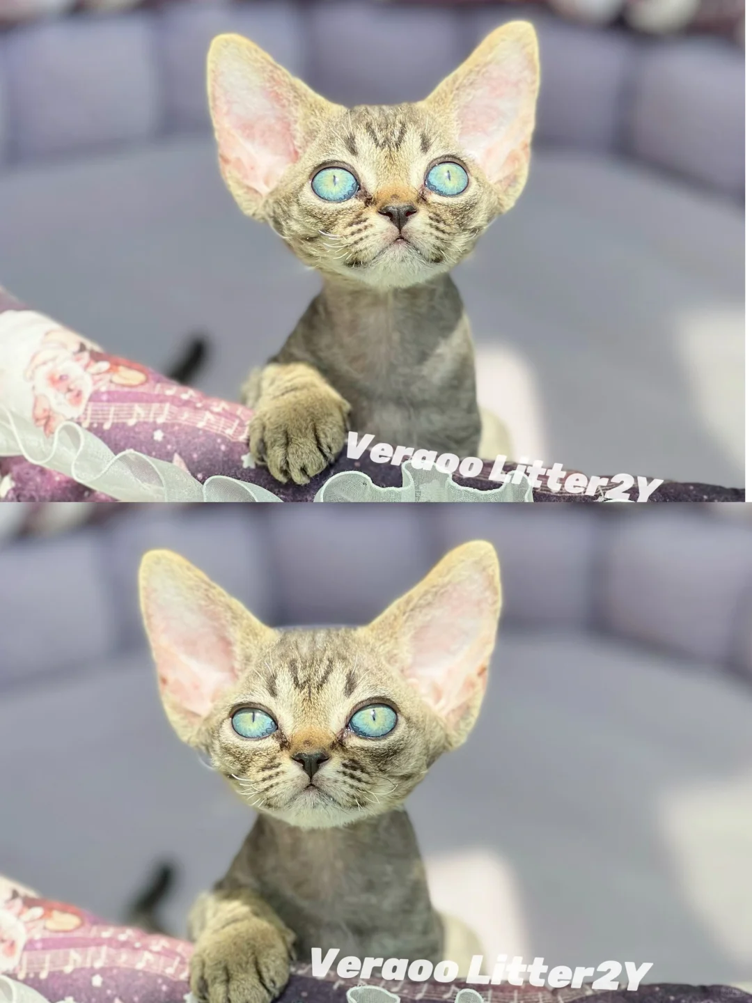 小脑斧妹妹｜德文卷毛猫