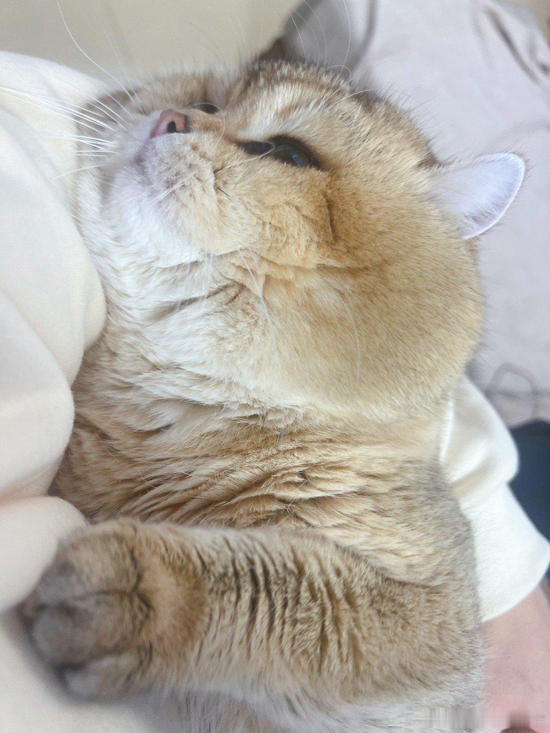 三小只睡了[可怜]#猫咪# ​​​