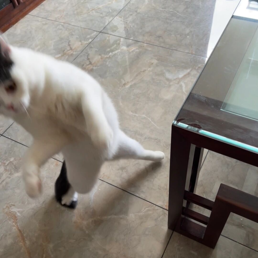笨蛋小猫踩到自己的尾巴还生气了[doge] ​​​