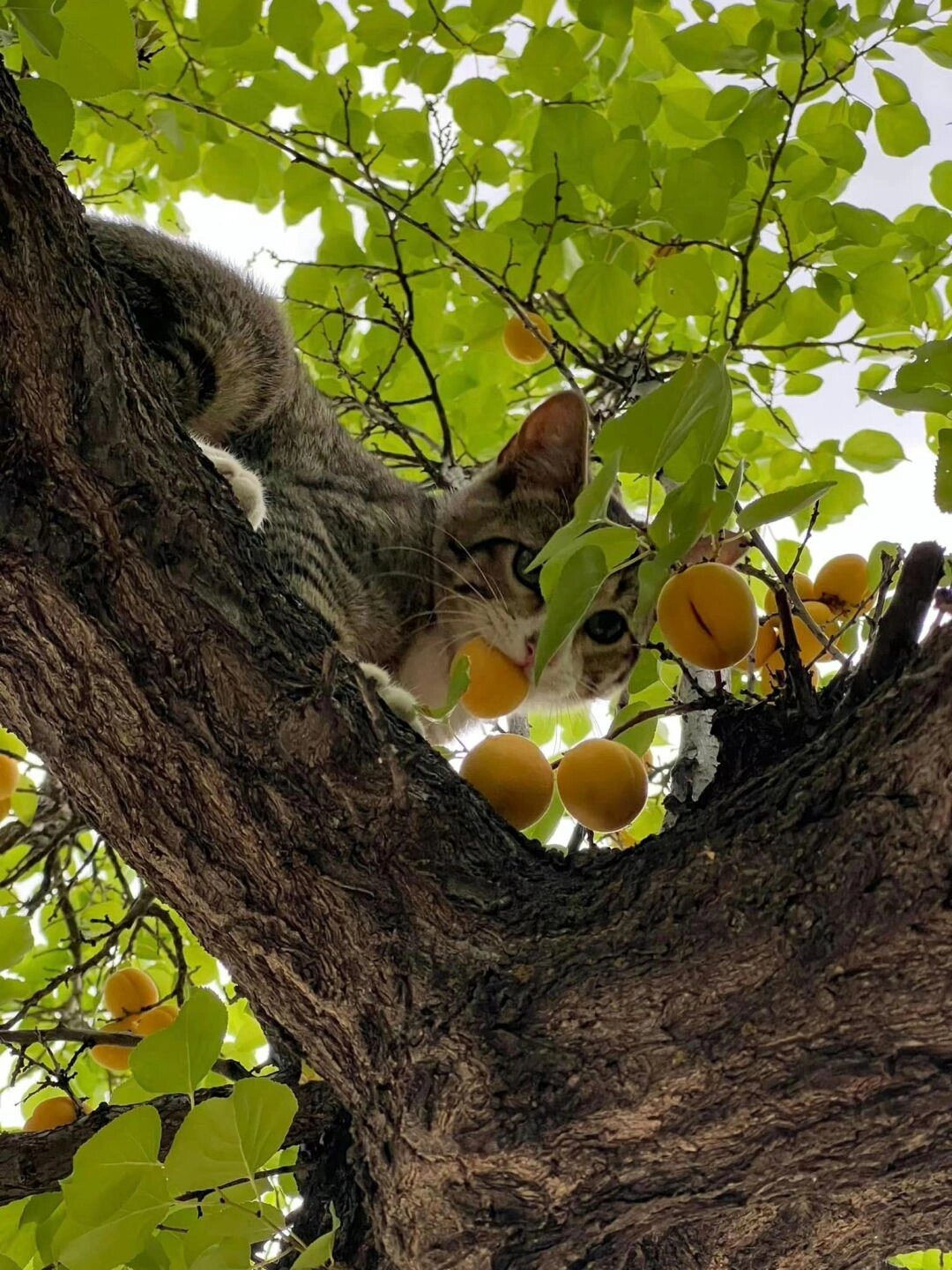 在树上偷吃果子的猫咪 ​​​