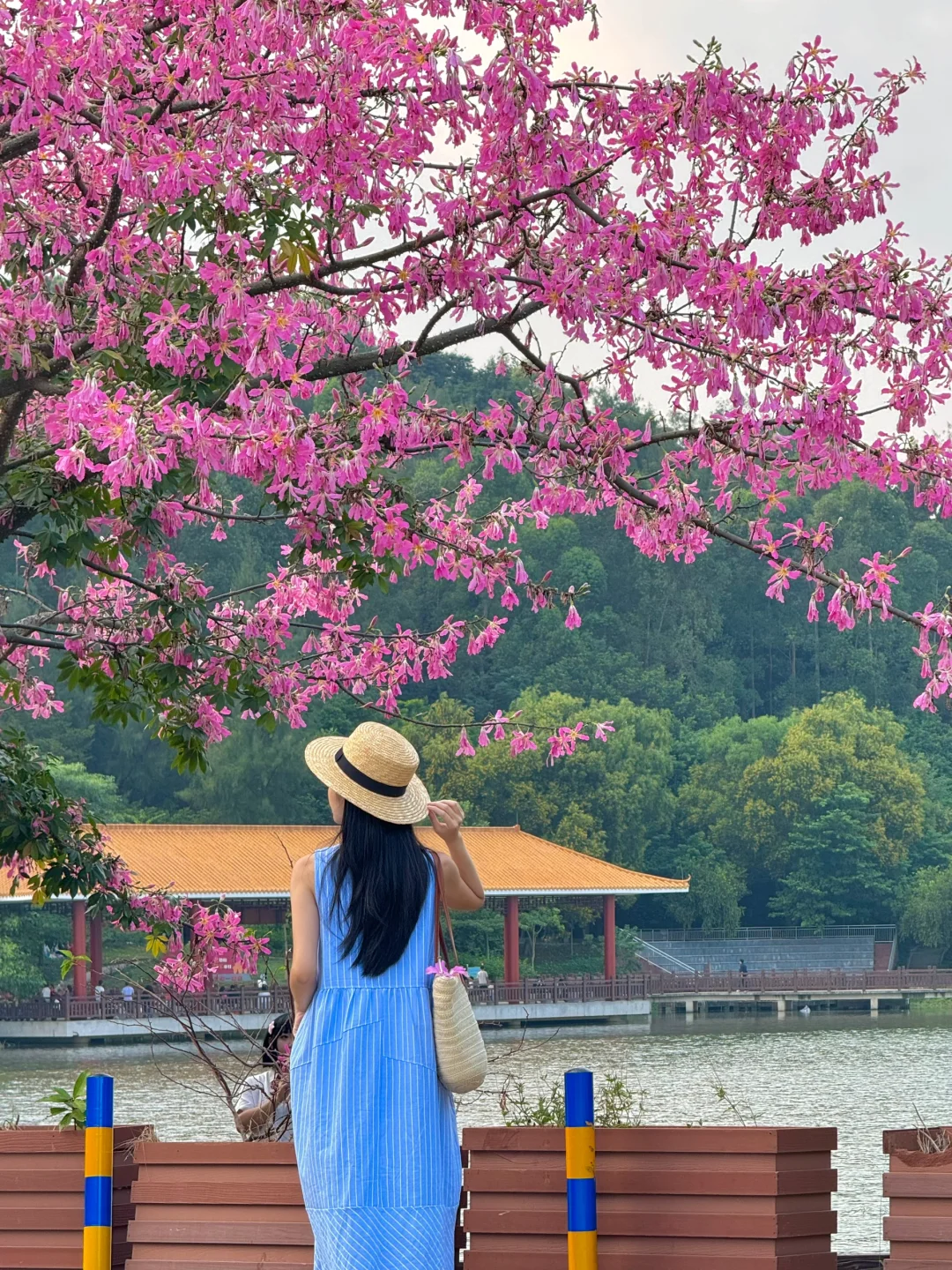 10.20实况～广州这个小众公园的异木棉美炸了