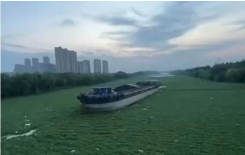 【阜阳一河道被连片水葫芦覆盖 ，有货船被包围，管理部门回应】据有关媒体8月17日
