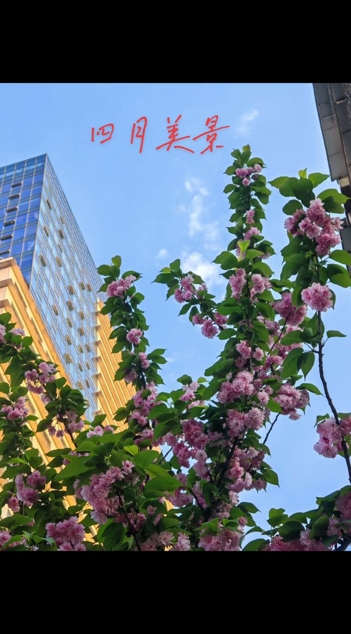 四月美景。