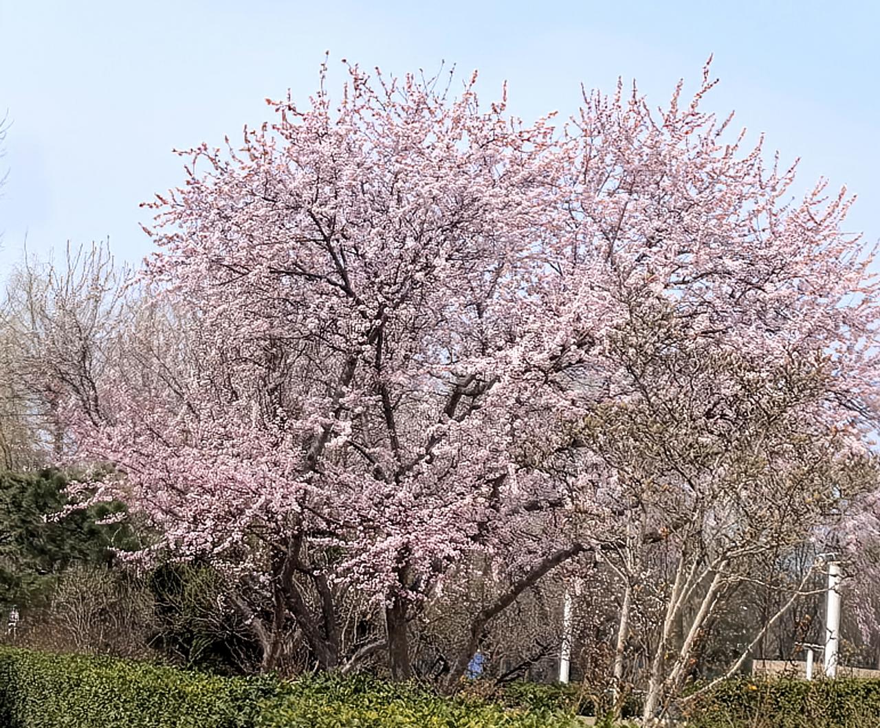 几天未去买菜，再见山桃树已是花满枝头