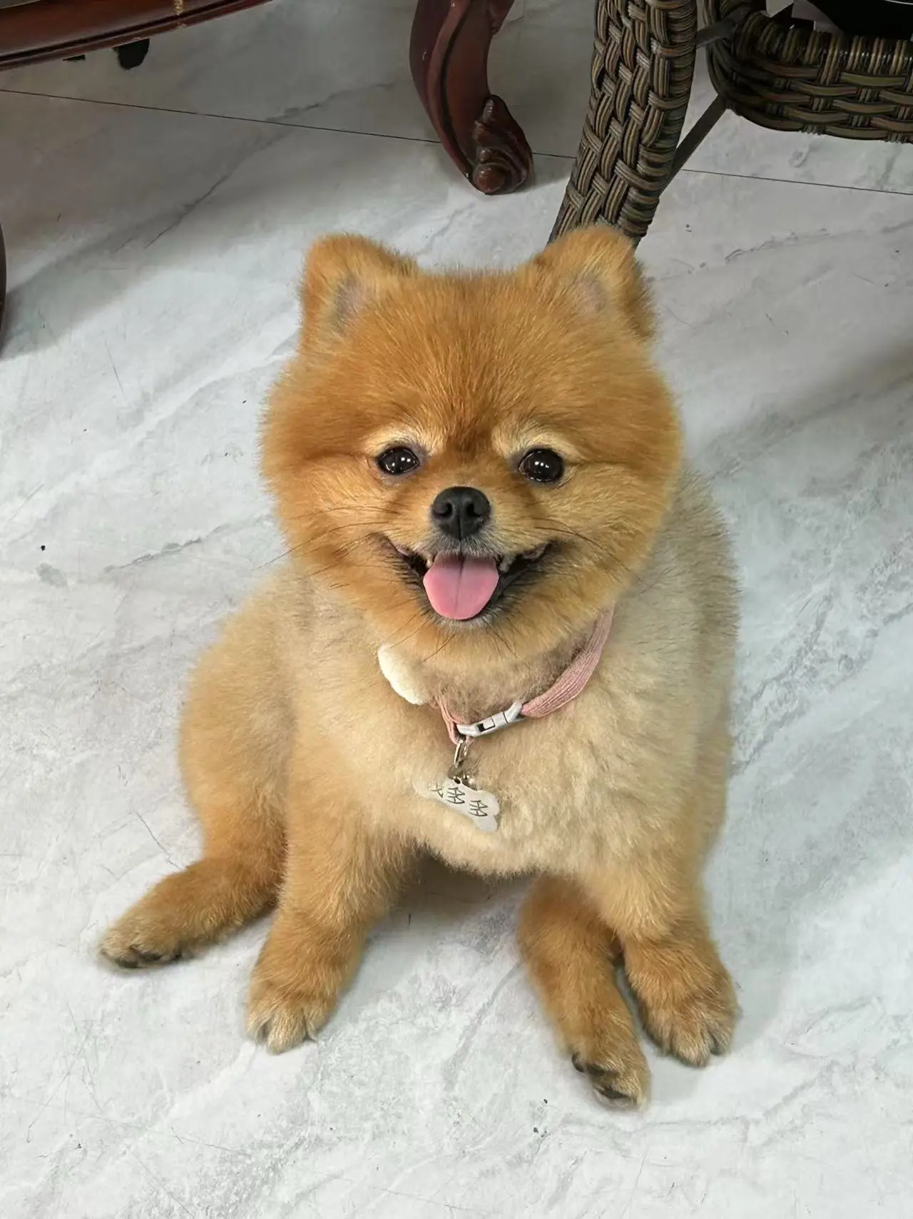 成都找领养，棕色博美妹妹。被弃养，脊椎有问题不能自主排便需要人工辅助。...