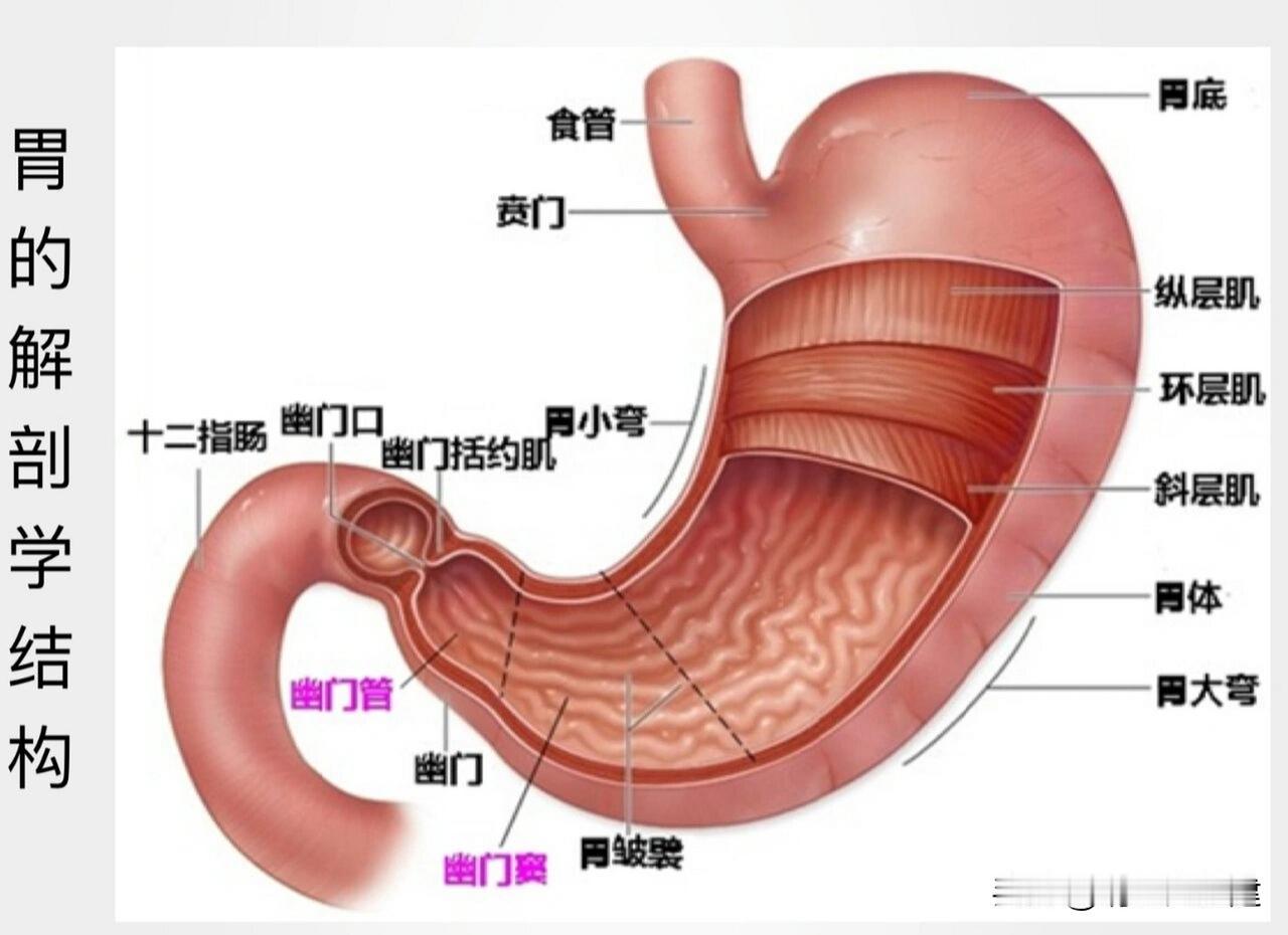 中老年打牌追剧，肚子胀得像气球、屁多还尴尬？中医：不是消化差，是“气”堵住了！