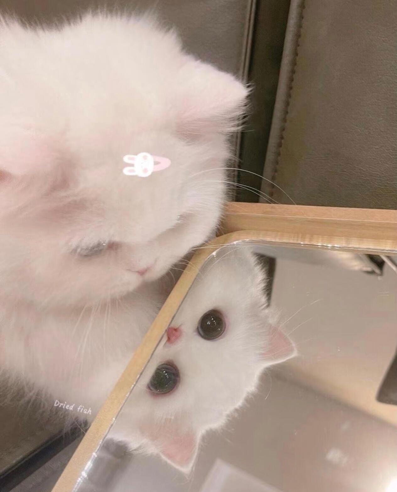猫咪头像｜猫猫头像｜小猫拯救世界 ୨୧•͈ᴗ• 