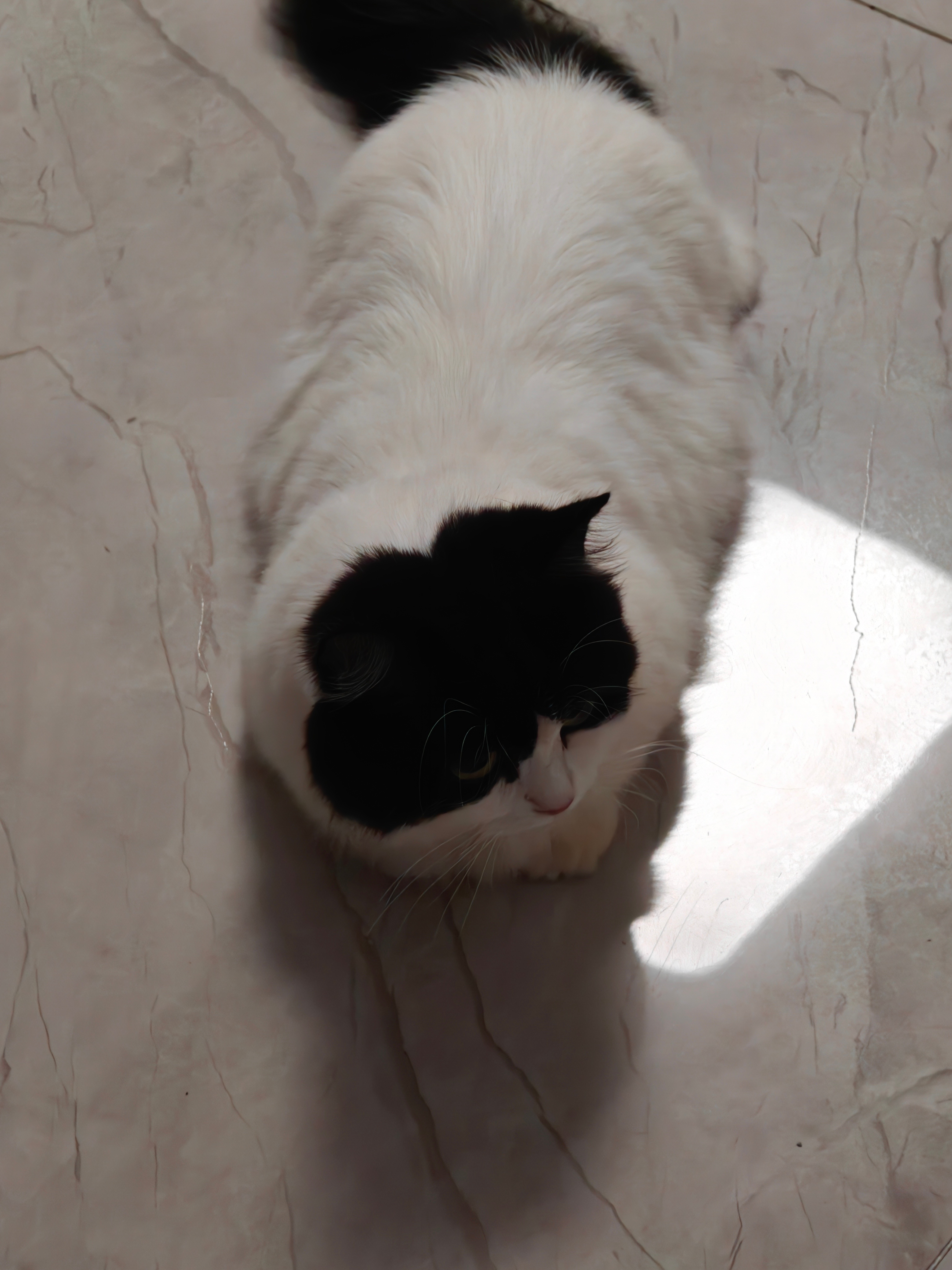 原住民今晚被矮脚猫吓得不敢出床底… ​​​
