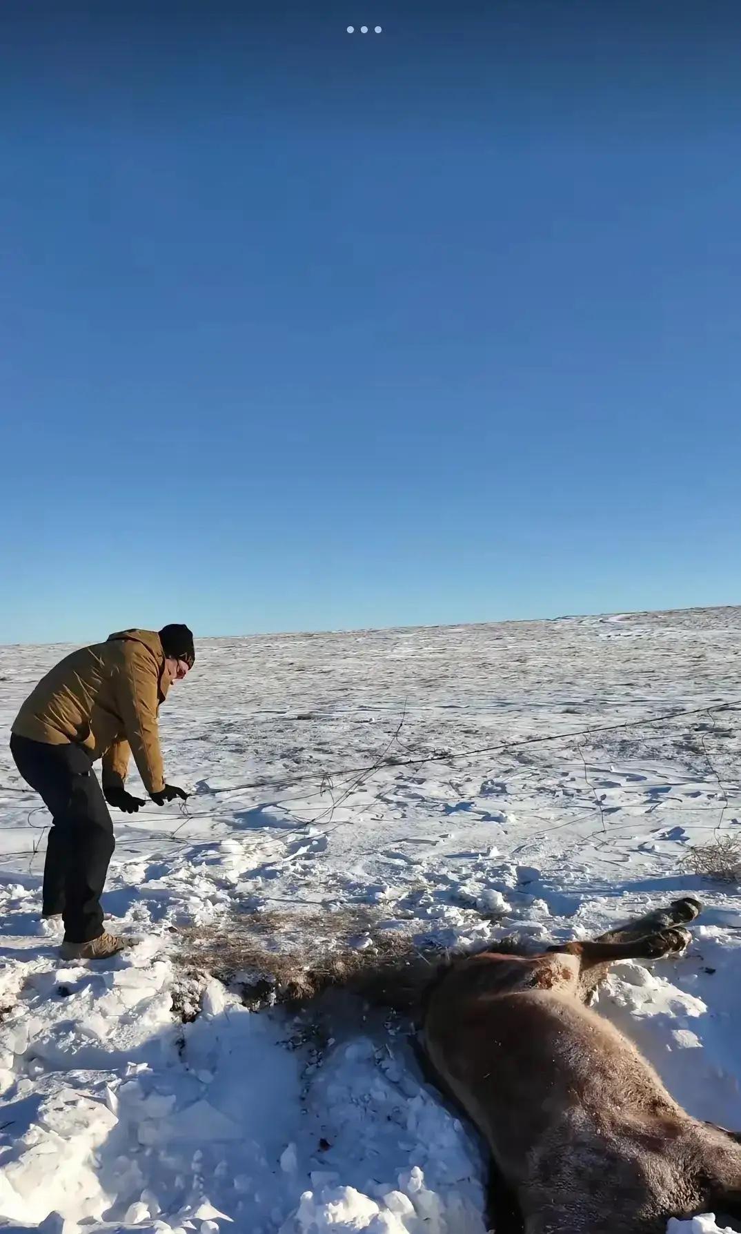 呼伦贝尔，一男子和朋友自驾游，忽然发现一匹马卧在路边雪堆里一动不动，本以为马是冻