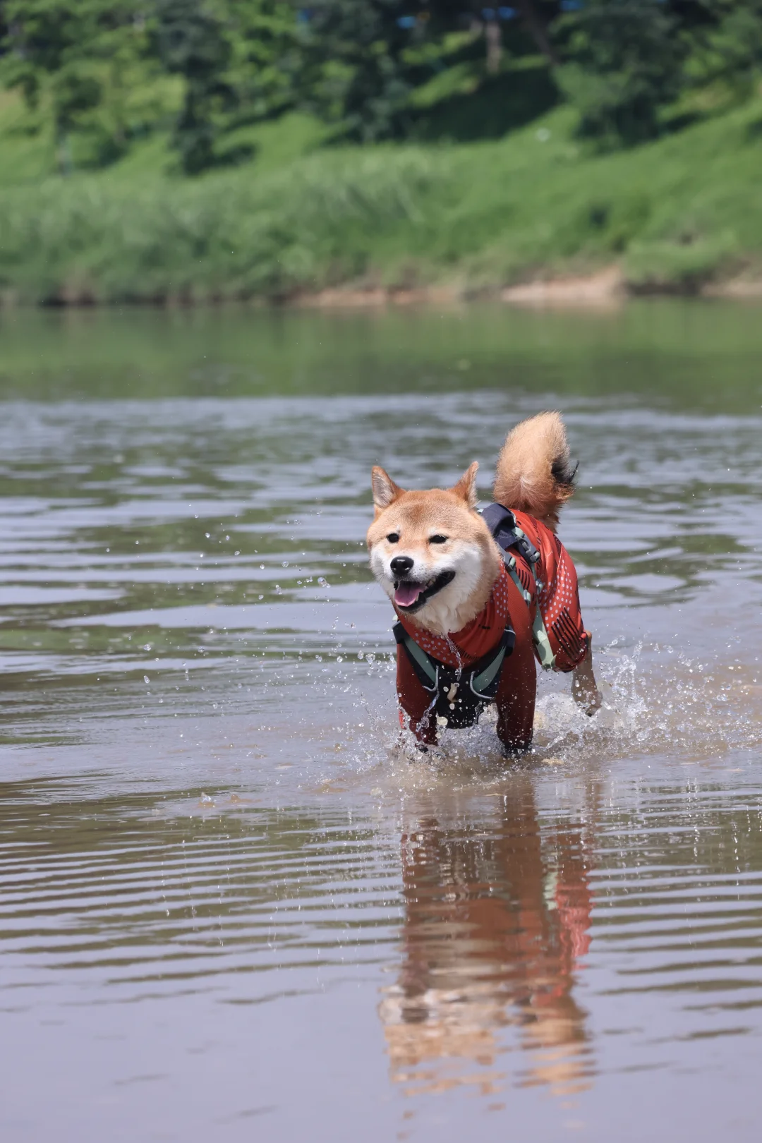 增城正果🤩和小狗玩好吃好的一天