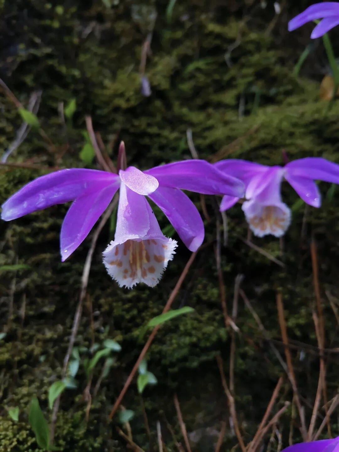 它们身后是深浅交错的绿——青苔如绒毯般包裹着山石，几片蕨类植物在缝隙间探出柔嫩的