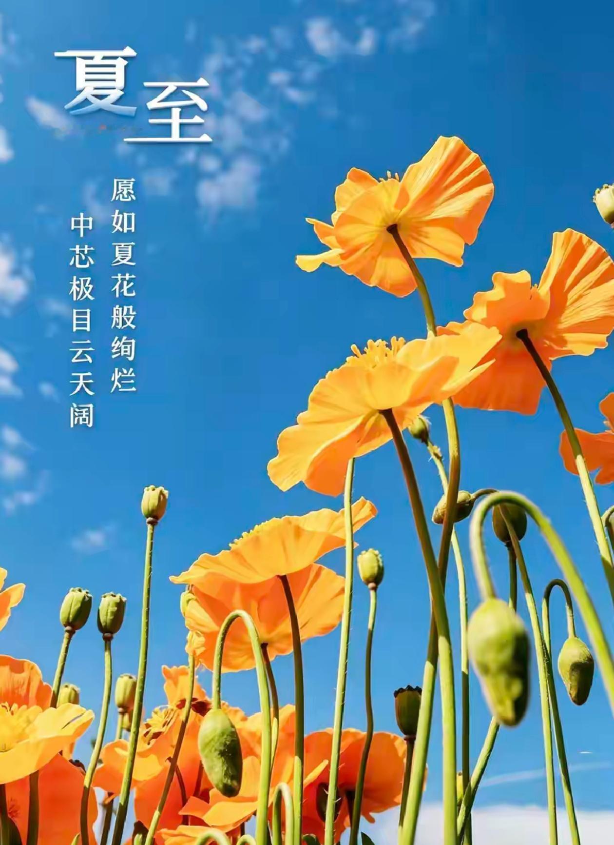 🌺2026./6.21蝉鸣入夏.翠野澄心🌺

七律.《清昼循天》
昼极阳衰暑