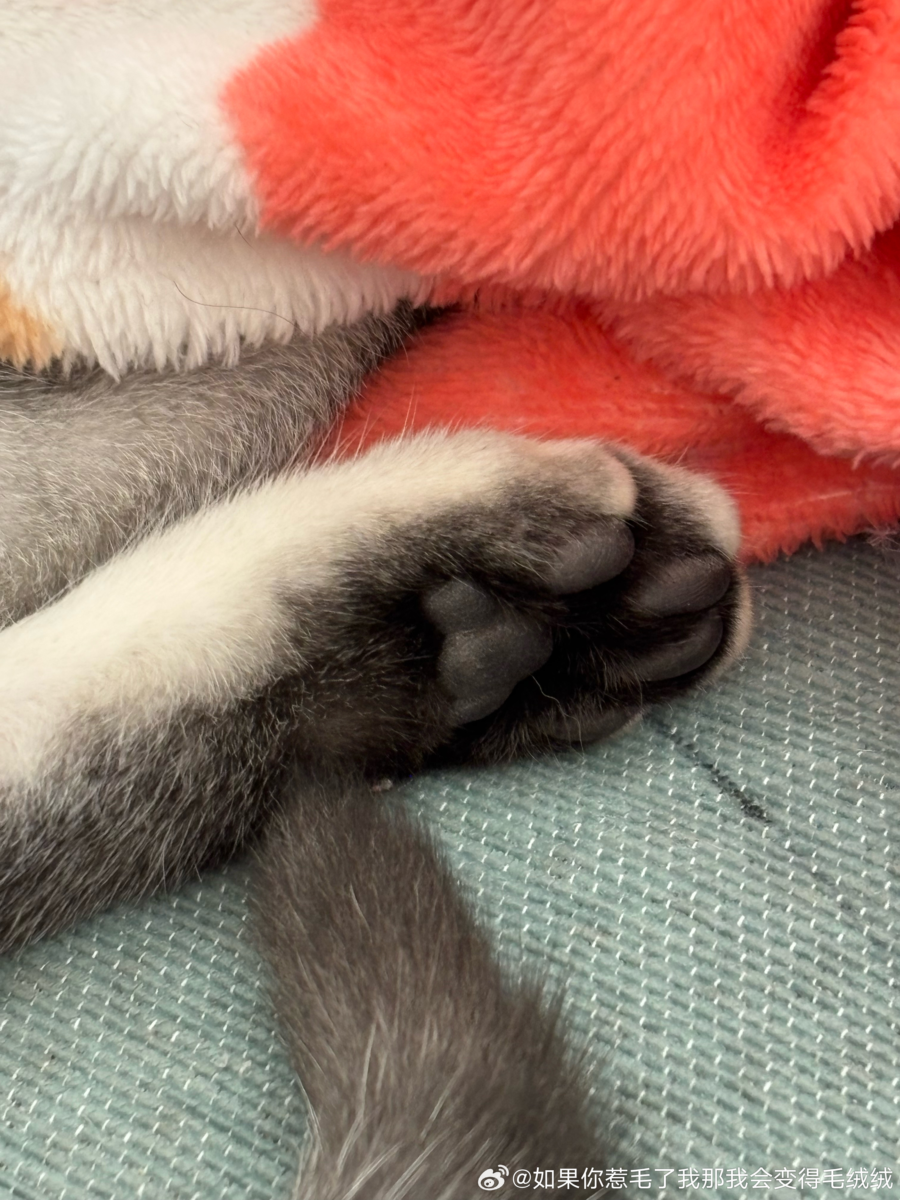 我好像真的有恋足癖。。。。相册里全是猫爪的照片 