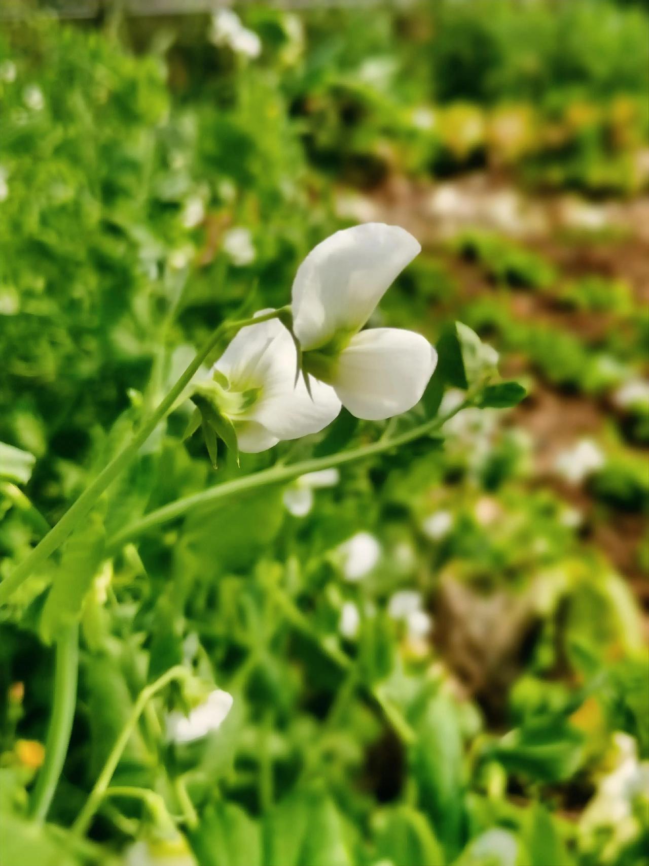 既然在别人的世界里，
微不足道，
那就不如在自己的世界里，
闪闪发光！

春暖花