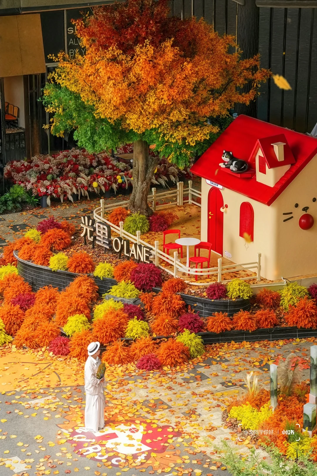 闯入秋天童话小屋🏡7米高乌桕树限时打卡
