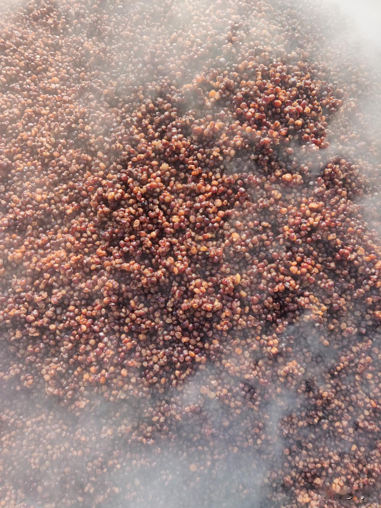 开春时在屋后几分地里撒下高粱种，
没怎么精心打理，
全靠天滋养，
没想到秋收时竟