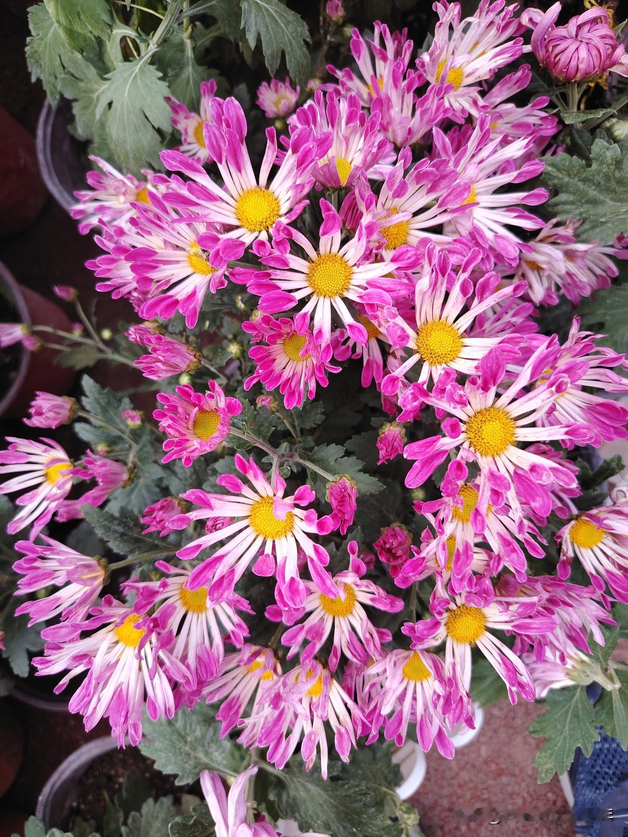 醉花间•菊花恨
菊花羞，菊花恨，菊落恨不休。花开冷风吹，花落无人问。
昨夜霜打身