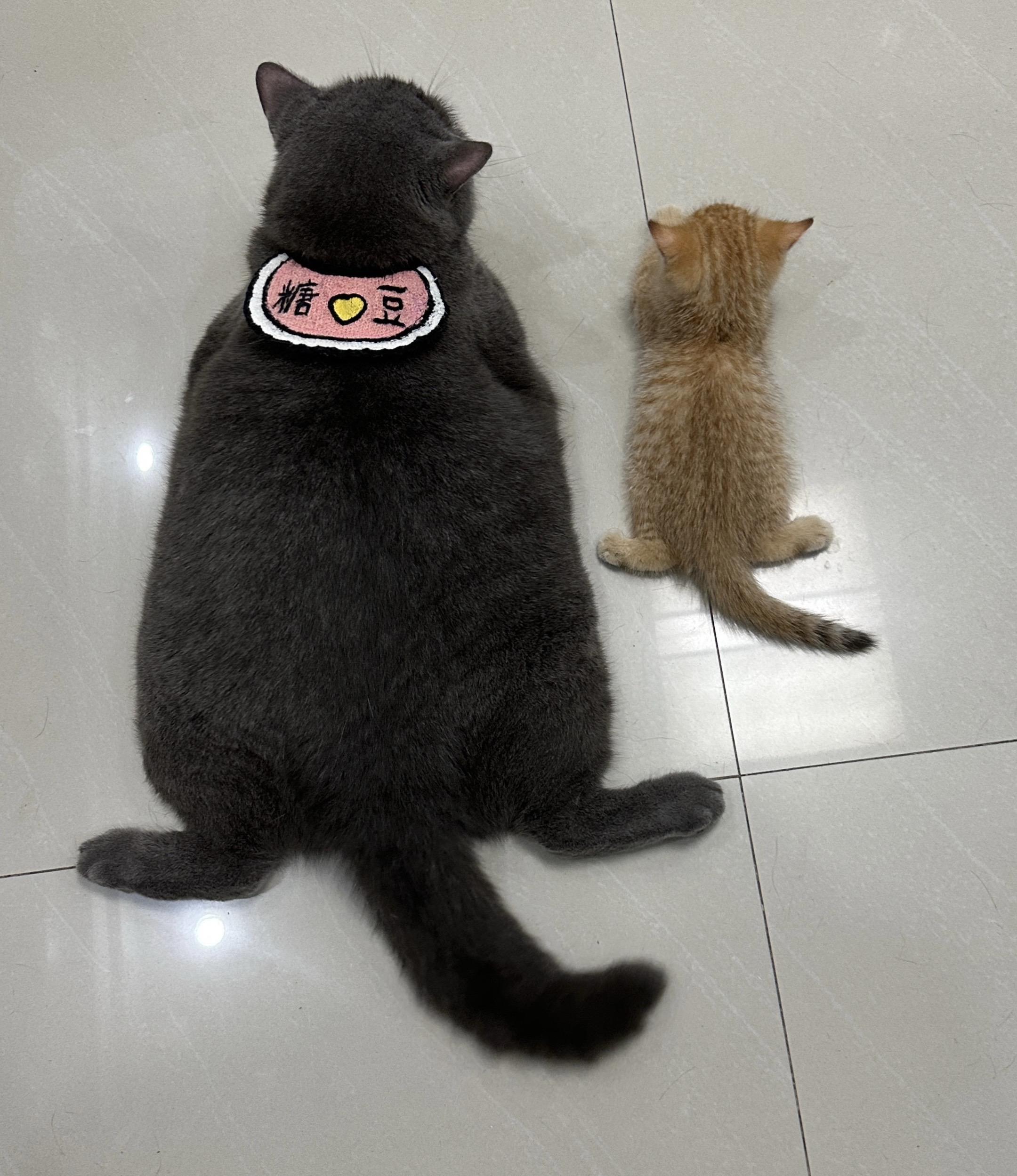 我把我的小猫养大了