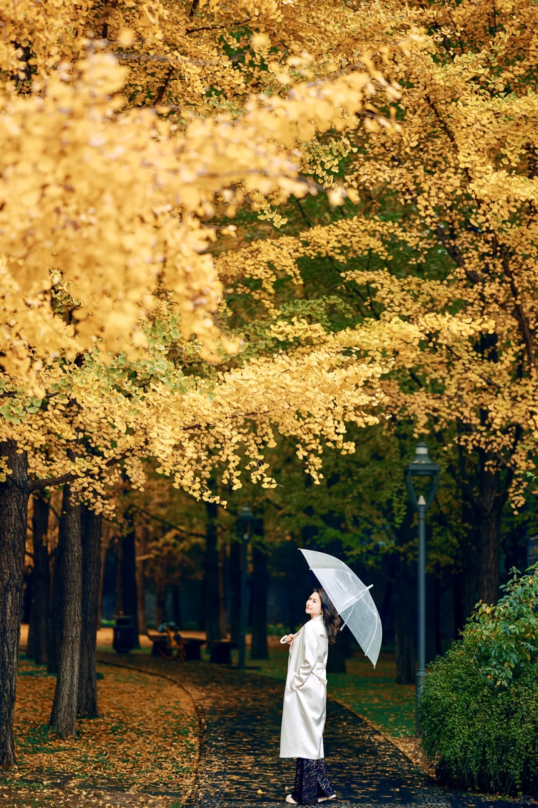 🍂北京秋天银杏拍照地推荐📷秋天拍照超出片
