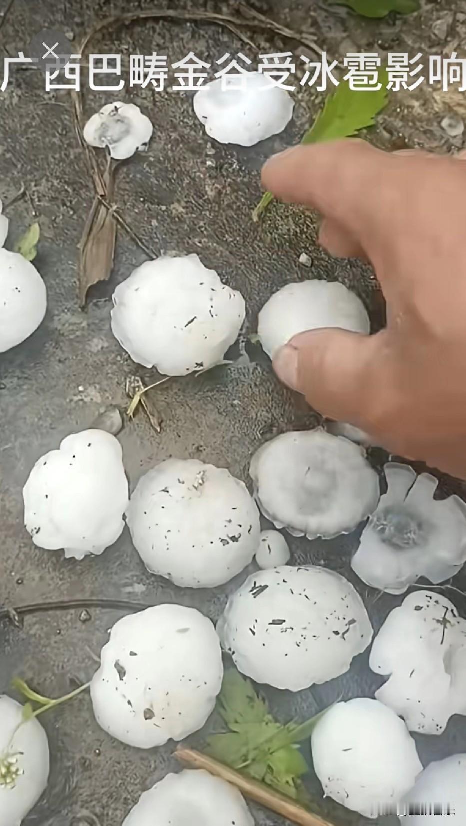 盼望着人工降雨，却盼来了鸡蛋大的冰雹，农作物完了，楼顶也被砸出了密密麻麻的窟窿。