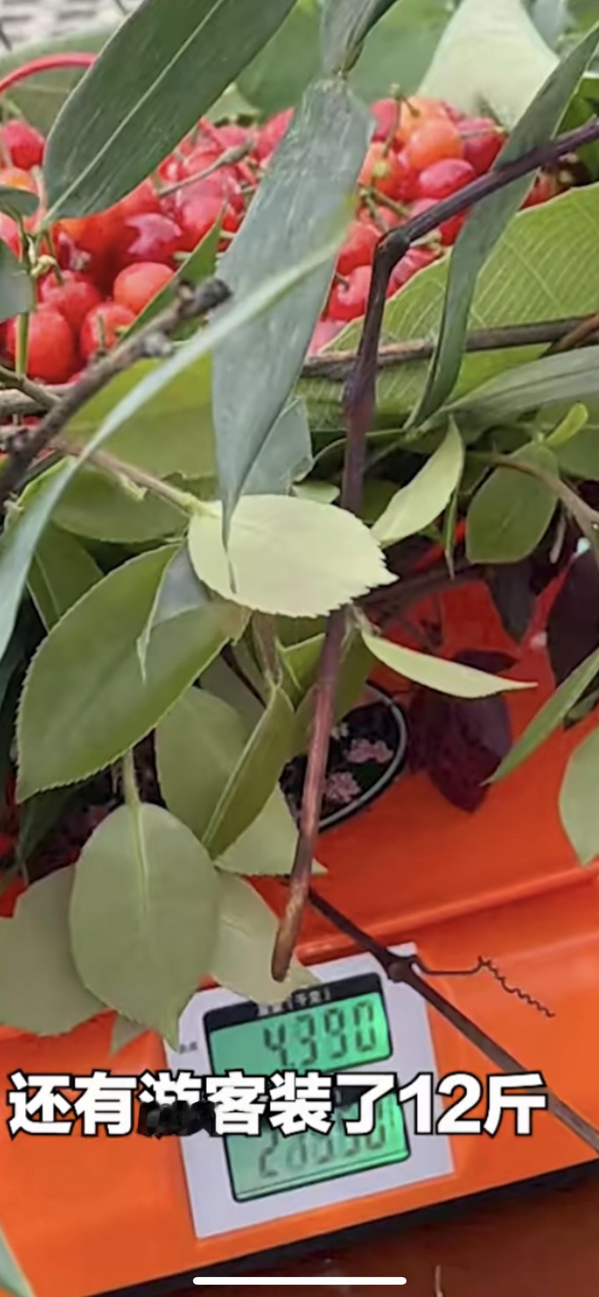 4月15日四川沐川，门票19.9元/人，筐费50元。女子摘樱桃凭编筐术+加树叶，