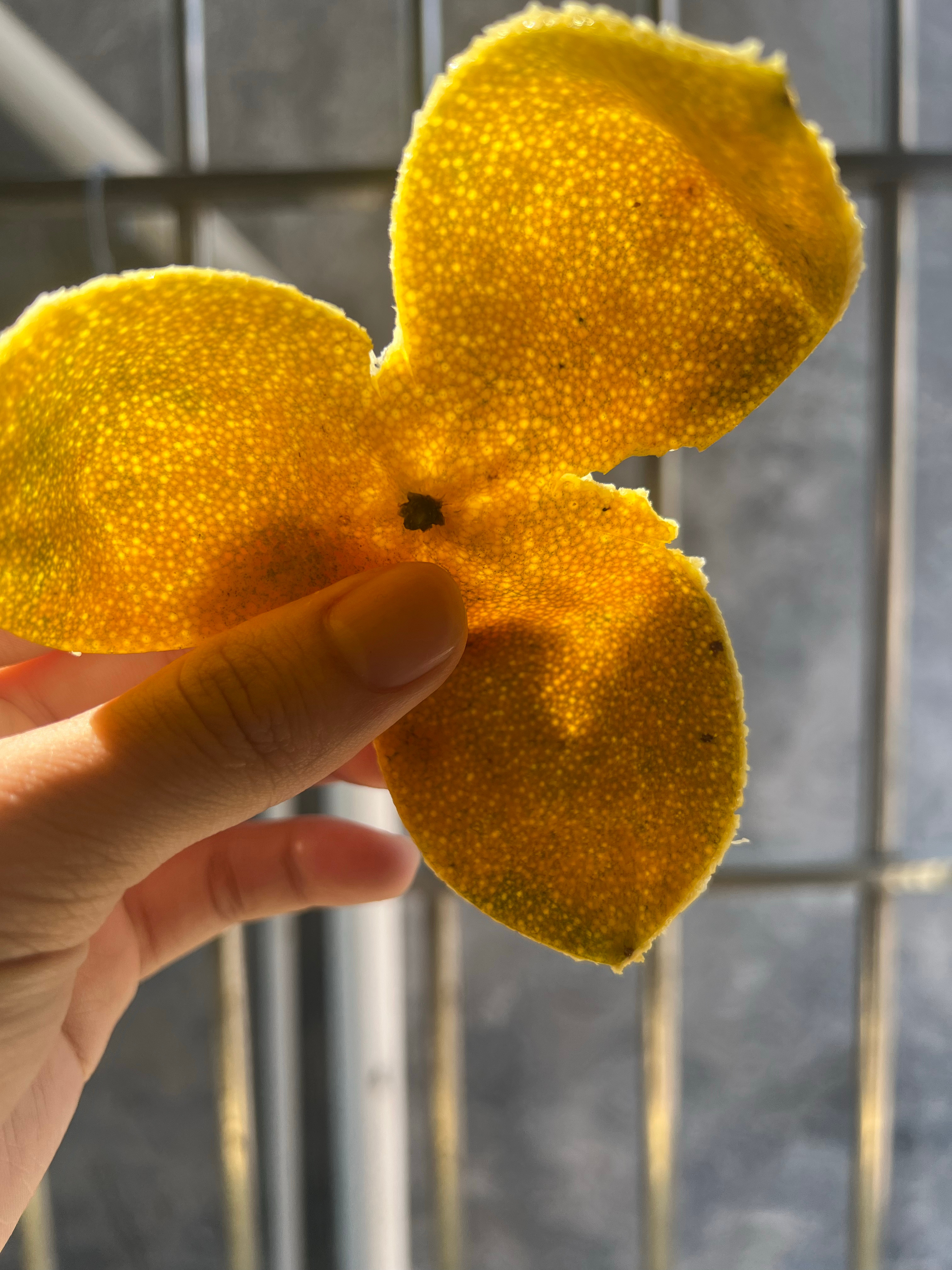 又是艳阳天新会陈皮