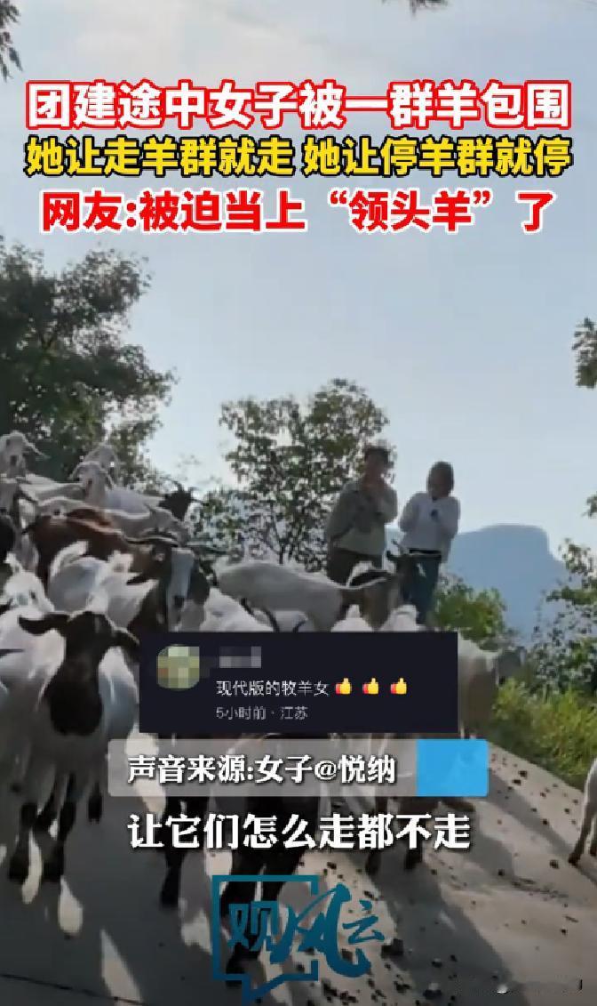 一女子野外采蘑菇意外遇羊群跟随，停则停，跑则追，引发网友热议：“戴眼镜的是村长！