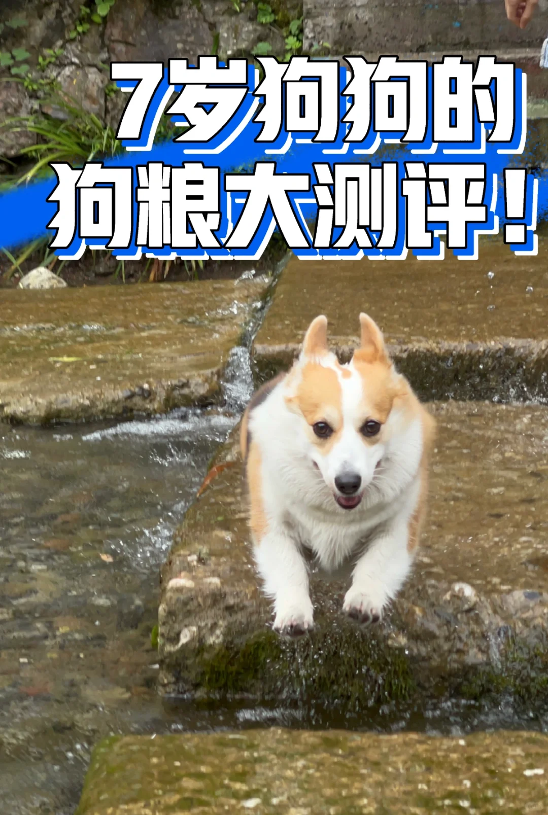 7岁+狗狗的狗粮大测评！只买对的不买贵的！！