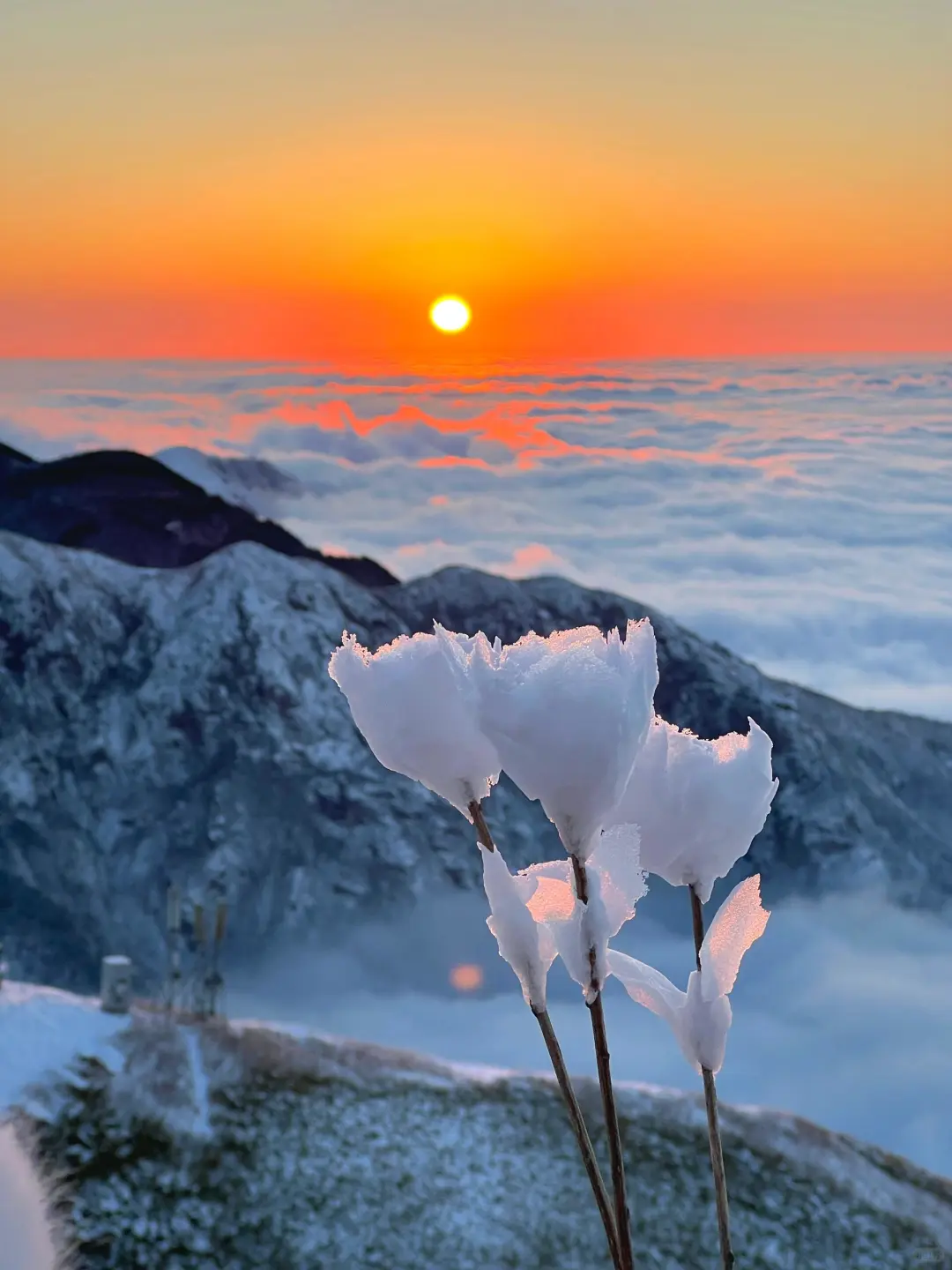 在初雪后的太子尖遇见了“冰山雪莲”附攻略📖