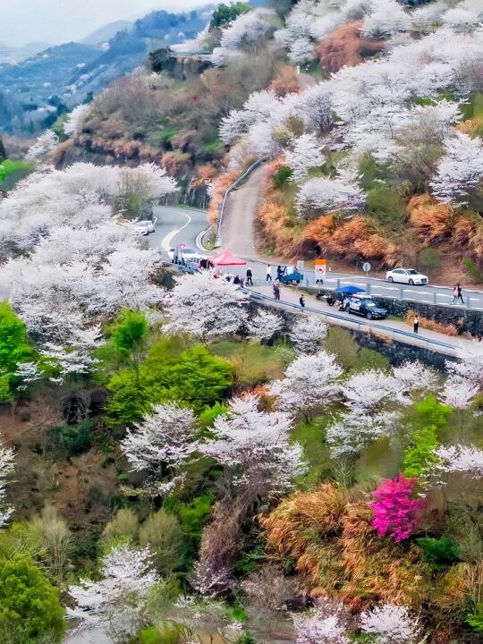 2025宁波樱花7个神仙机位｜附攻略地址🌸