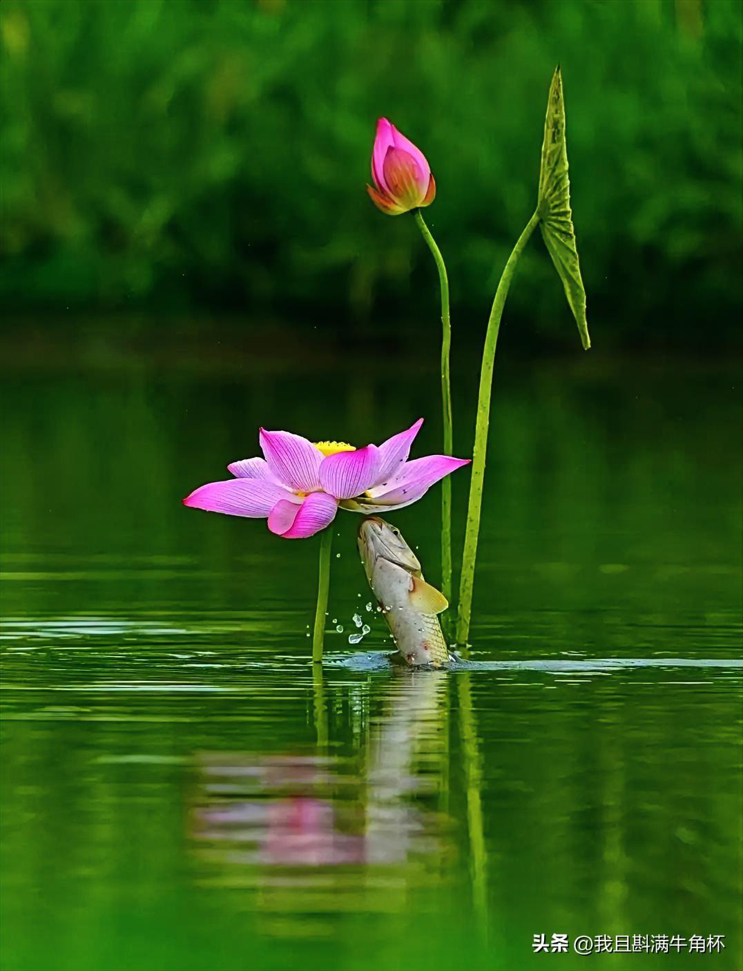 上联：菱香酒美芙蓉隐
下联：有请雅士[玫瑰][玫瑰][玫瑰]