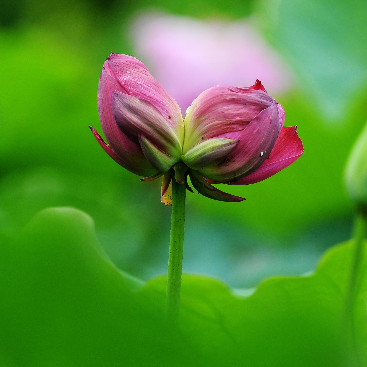 重瓣并蒂莲（原创）
2026.05.20摄于广州荔湾区江北休闲绿地荷花美景图分享