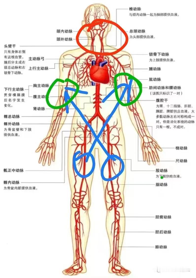 用感觉去感受医圣张仲景给我们展现的一幅人体气血状态的画卷