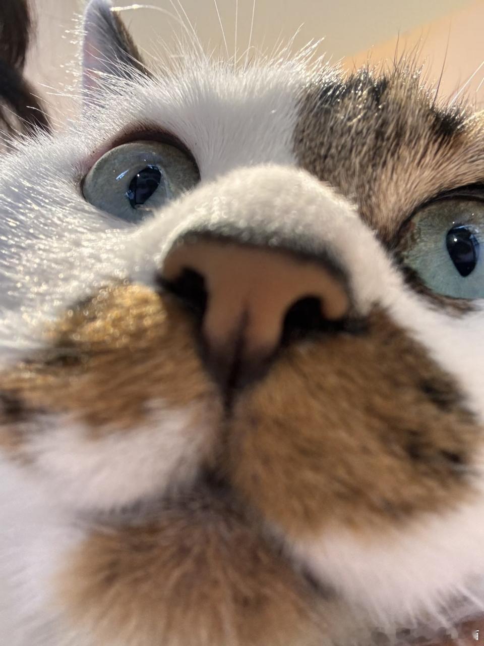 西安领养 ❤️流浪猫领养 【西安找领养】可爱李白🌟坐标西安碑林区，目前在Los