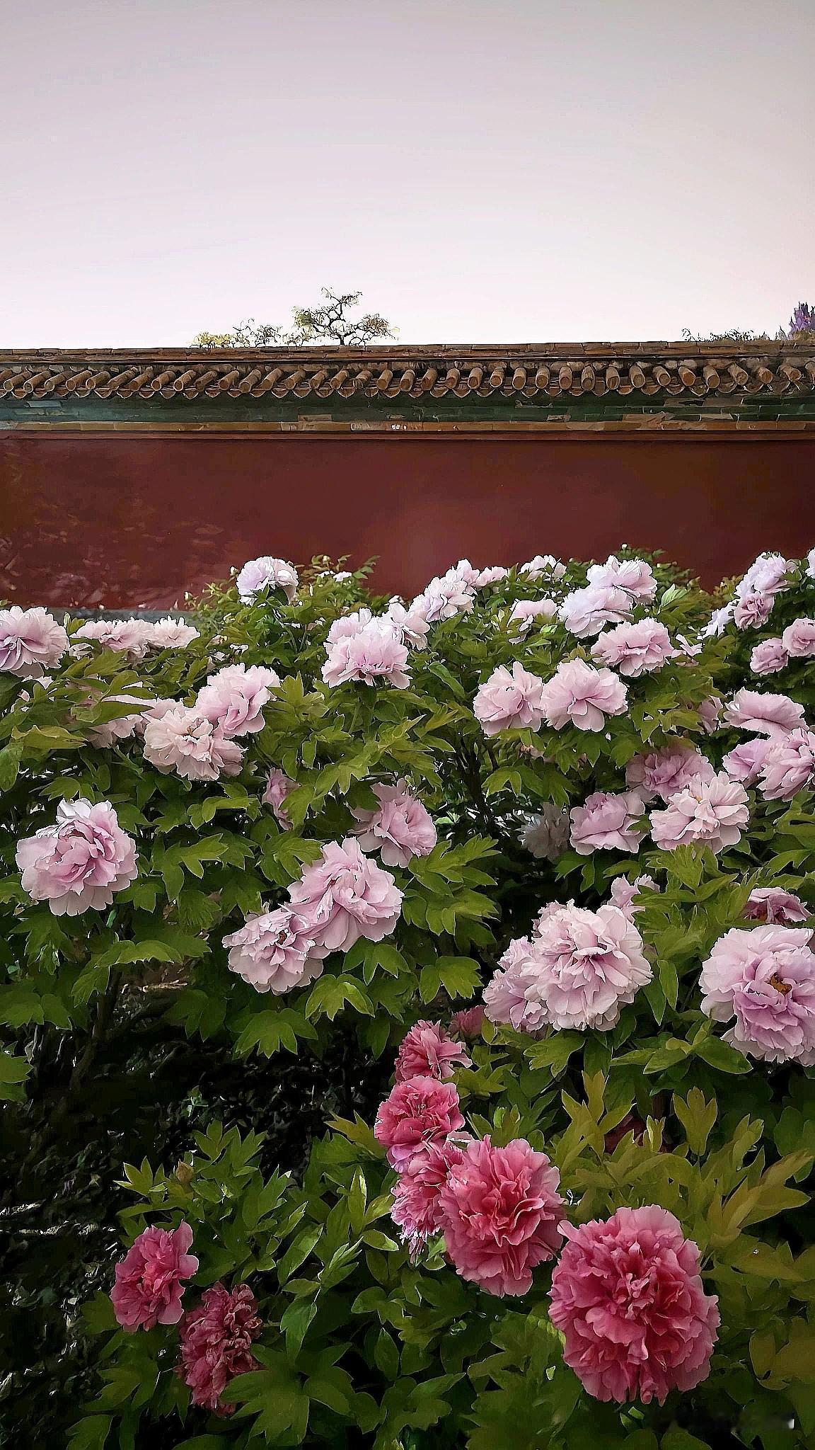 手机上谁有牡丹花图片这是我昨天晚上去景山公园拍的，效果不是很理想。建议还是白天拍