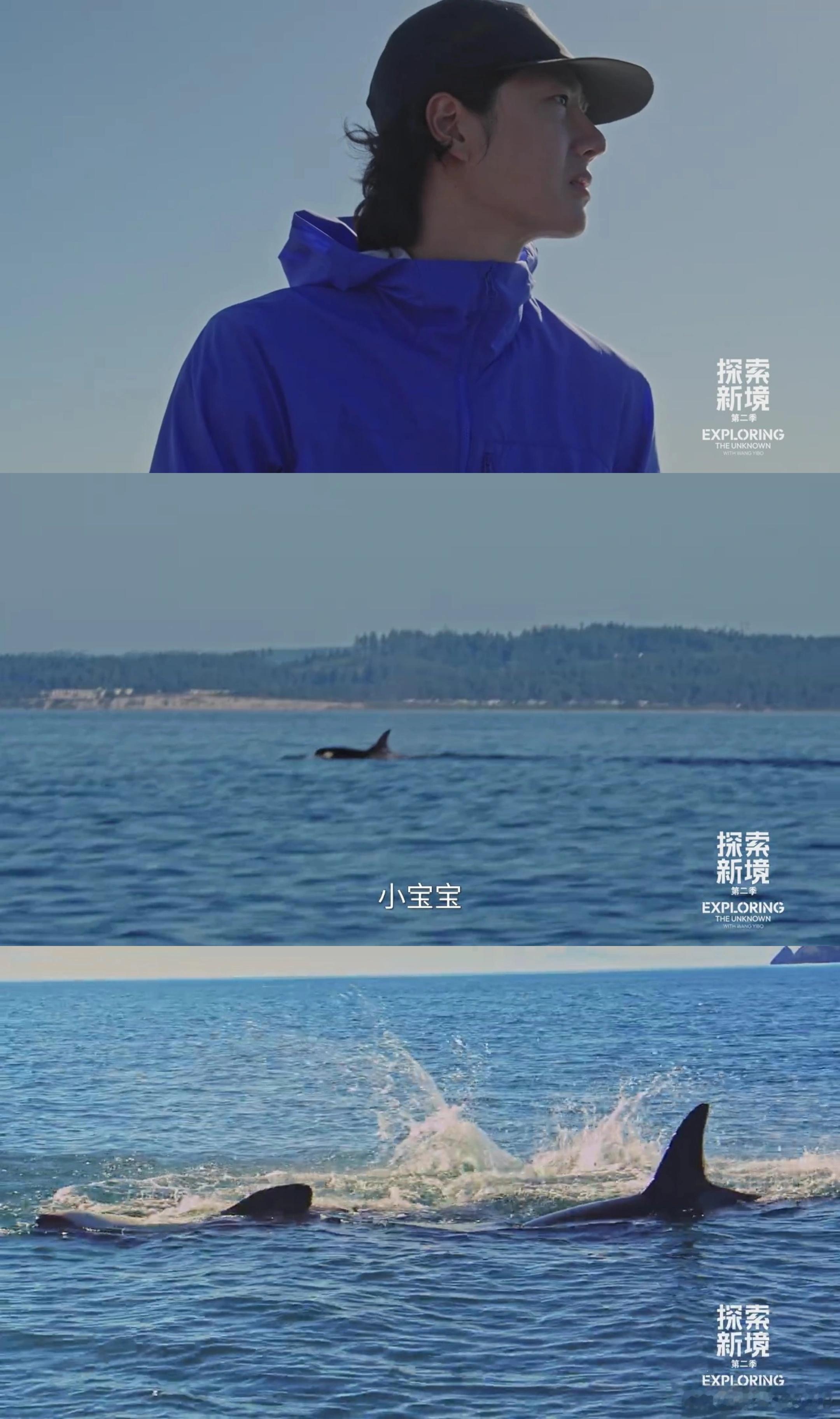 王一博依旧气运之子，遇见虎鲸，好运连连，这何尝不是另一种诗和远方。探索新境探索新