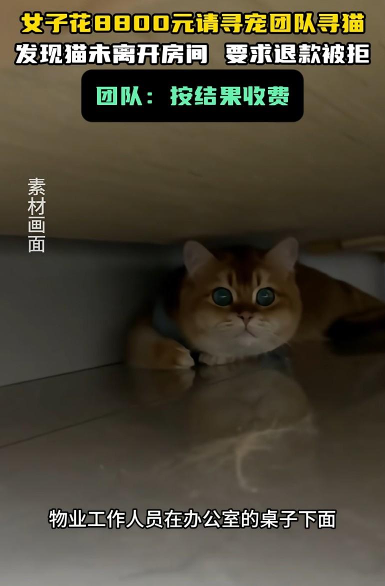 找个猫都要花8800元！
女子花8800元寻猫，寻宠队从办公室逐层找起，及周边区