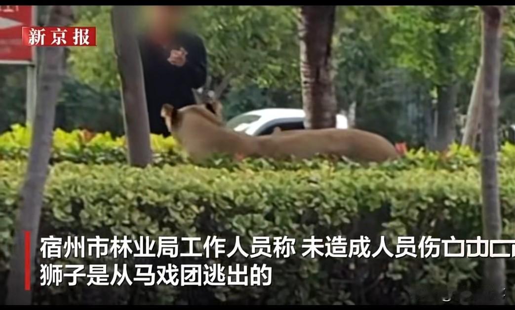 10月24日，一则网友上传的视频显示，一头母狮于道路绿化带间疾驰而过，众人纷纷手
