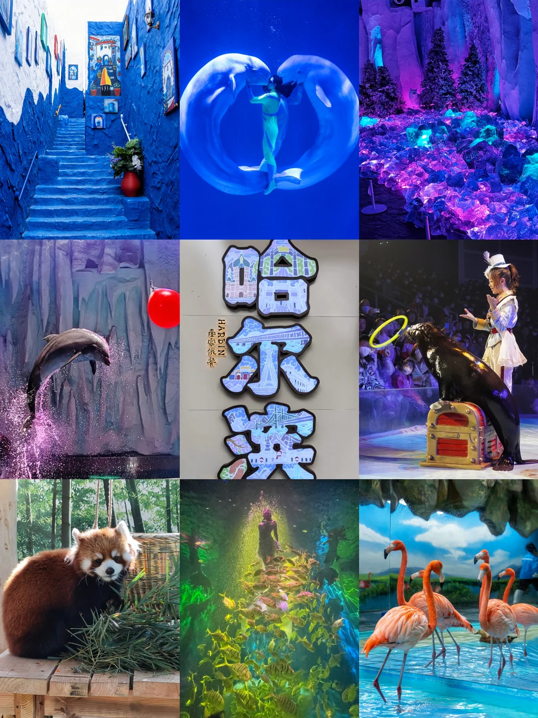 五一哈尔滨｜极地公园才是遛娃宝藏地