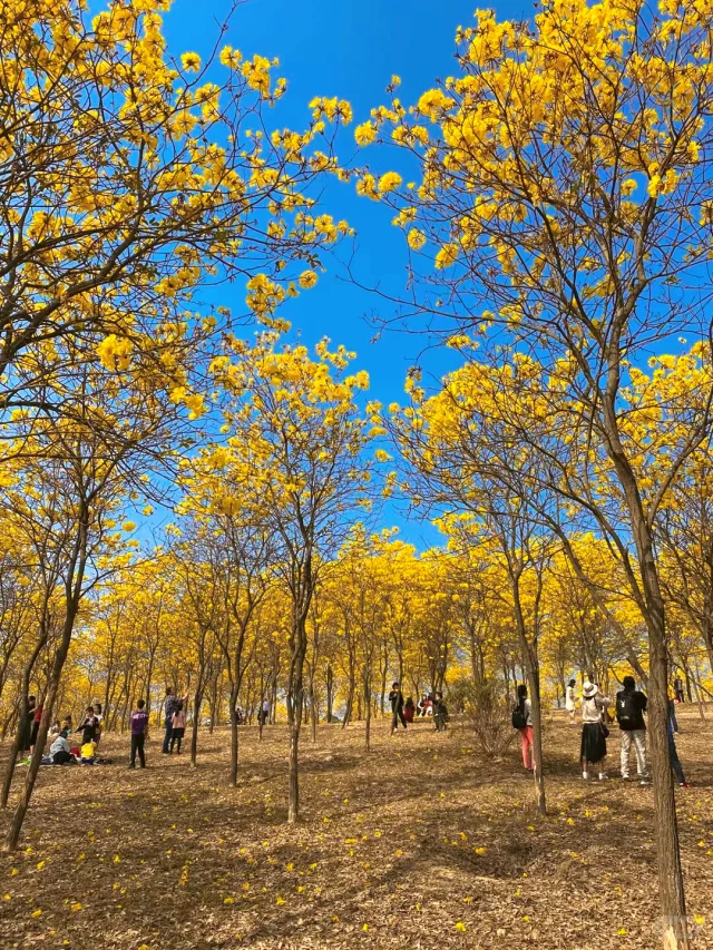 东莞黄花风铃木！🌼好浪漫的花海春景～